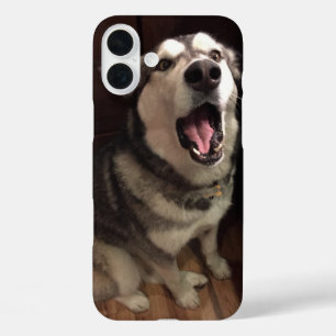 Yawning Alaskan Malamute Fotografie iPhone 16 Plus Hülle