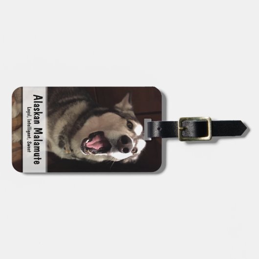 Yawning Alaskan Malamute Fotografie Gepäckanhänger (Vorderseite horizontal)