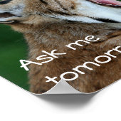 Yawning Bobcat Poster (Ecke)