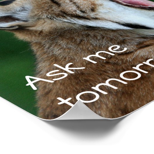 Yawning Bobcat Poster (Ecke)