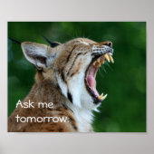 Yawning Bobcat Poster (Vorne)