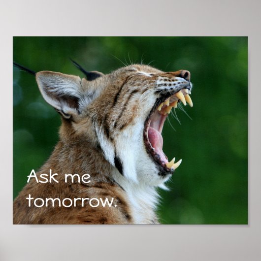 Yawning Bobcat Poster (Vorne)