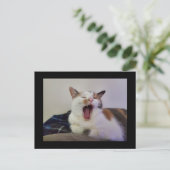 Yawning Calico Cat Postkarte (Stehend Vorderseite)