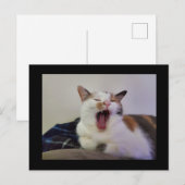 Yawning Calico Cat Postkarte (Vorne/Hinten)