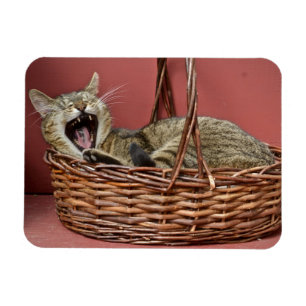 Yawning Cat Magnet