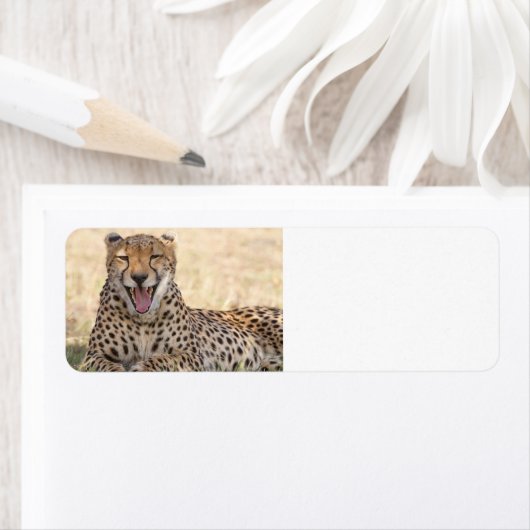 Yawning Cheetah (Insitu)