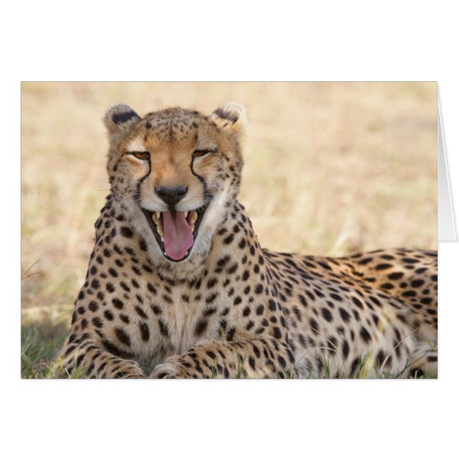 Yawning Cheetah (Vorderseite (Horizontal))