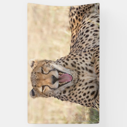 Yawning Cheetah Banner (Vertikal)