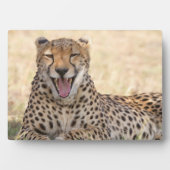 Yawning Cheetah Fotoplatte (Vorderseite)
