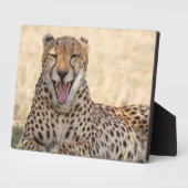 Yawning Cheetah Fotoplatte (Seite)