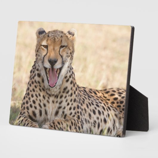 Yawning Cheetah Fotoplatte (Seite)