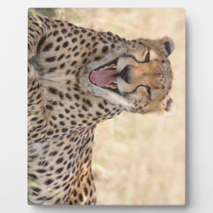 Yawning Cheetah Fotoplatte