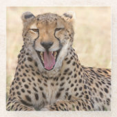 Yawning Cheetah Glasuntersetzer (Vorderseite)