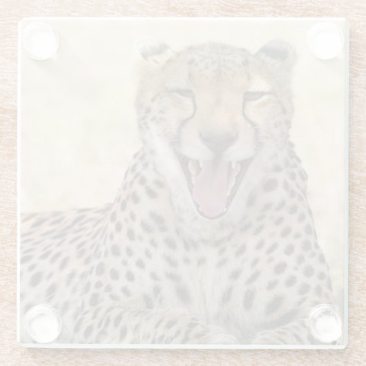 Yawning Cheetah Glasuntersetzer (Rückseite)