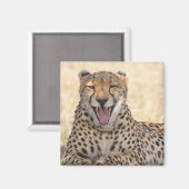 Yawning Cheetah Magnet (Vorderseite/Rückseite)