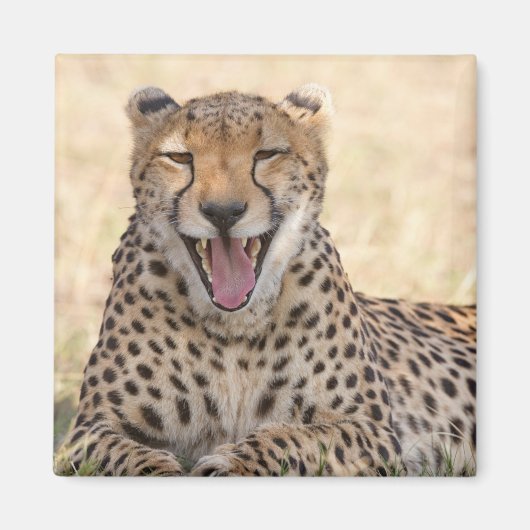 Yawning Cheetah Magnet (Vorne)