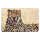 Yawning Cheetah Magnet (Horizontal)