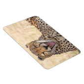 Yawning Cheetah Magnet (Rechte Seite)