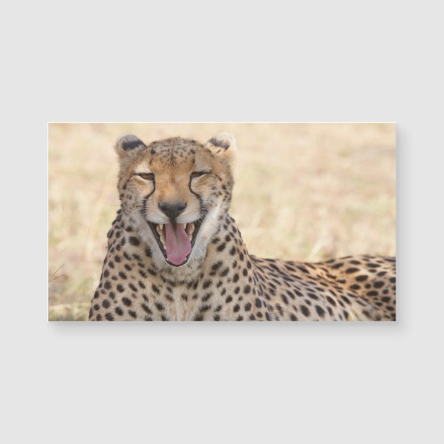 Yawning Cheetah Magnetkarte (Vorderseite)