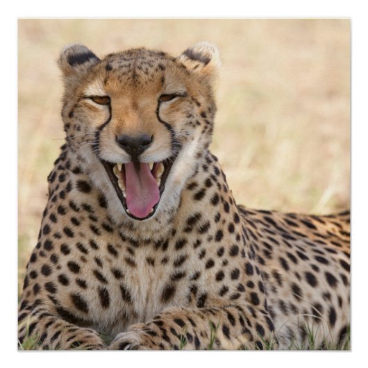 Yawning Cheetah Poster (Vorderseite)