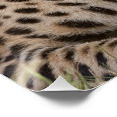 Yawning Cheetah Poster (Ecke)