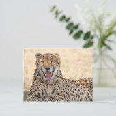 Yawning Cheetah Postkarte (Stehend Vorderseite)
