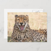 Yawning Cheetah Postkarte (Vorne/Hinten)