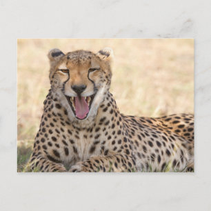 Yawning Cheetah Postkarte