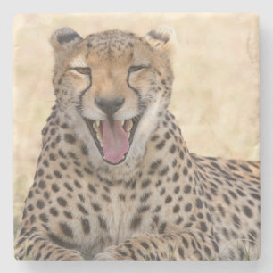 Yawning Cheetah Steinuntersetzer