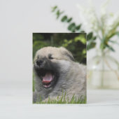 Yawning Chow Chow Postcard Postkarte (Stehend Vorderseite)