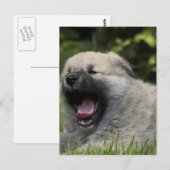 Yawning Chow Chow Postcard Postkarte (Vorne/Hinten)