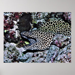Yawning Leopard Moray Poster