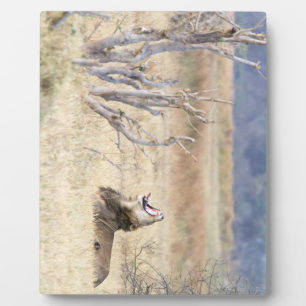 Yawning lion fotoplatte