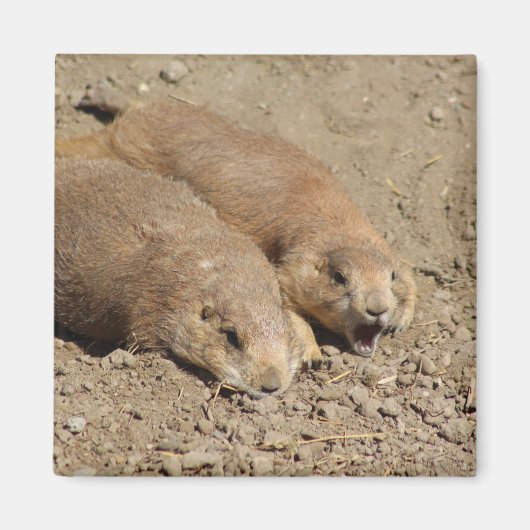 Yawning Prairie Dog Magnet (Vorne)