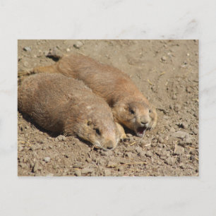 Yawning Prairie Dog Postcard Postkarte