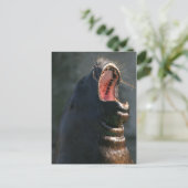Yawning Siegel Postkarte (Stehend Vorderseite)
