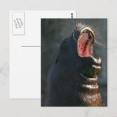 Yawning Siegel Postkarte (Vorne/Hinten)