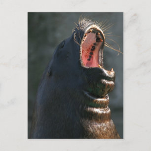 Yawning Siegel Postkarte