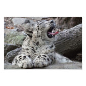 Yawning Snow Leopard Cub Fotodruck (Vorne)