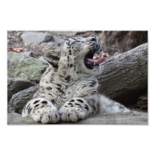 Yawning Snow Leopard Cub Fotodruck