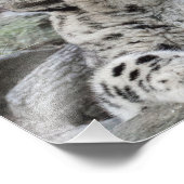 Yawning Snow Leopard Cub Fotodruck (Ecke)