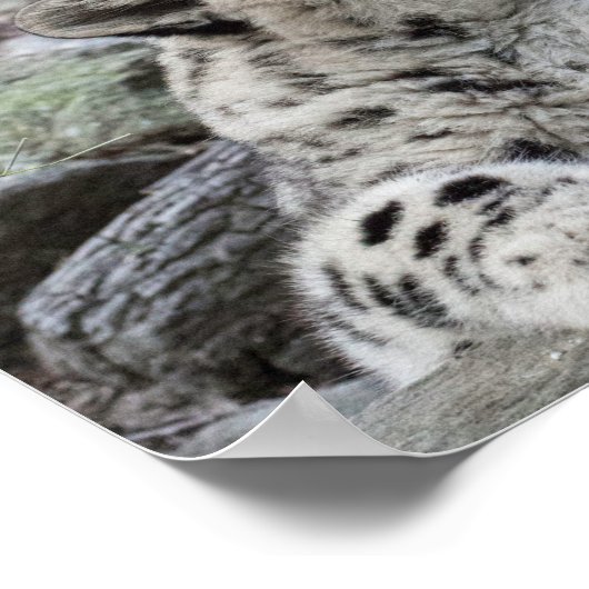 Yawning Snow Leopard Cub Poster (Ecke)