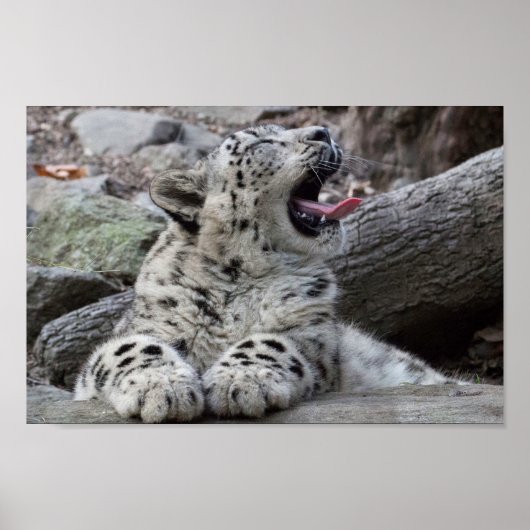 Yawning Snow Leopard Cub Poster (Vorne)