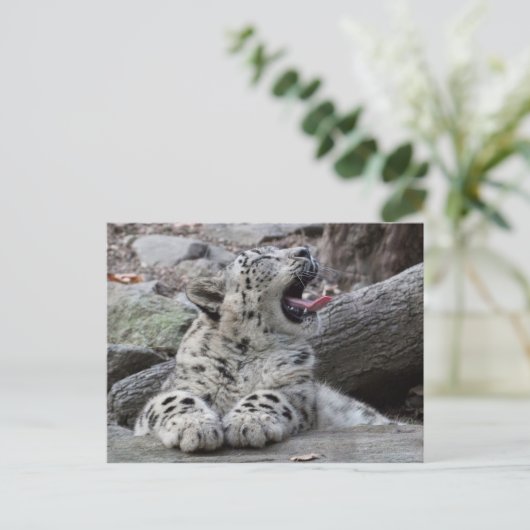 Yawning Snow Leopard Cub Postkarte (Stehend Vorderseite)