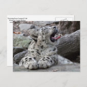 Yawning Snow Leopard Cub Postkarte (Vorne/Hinten)