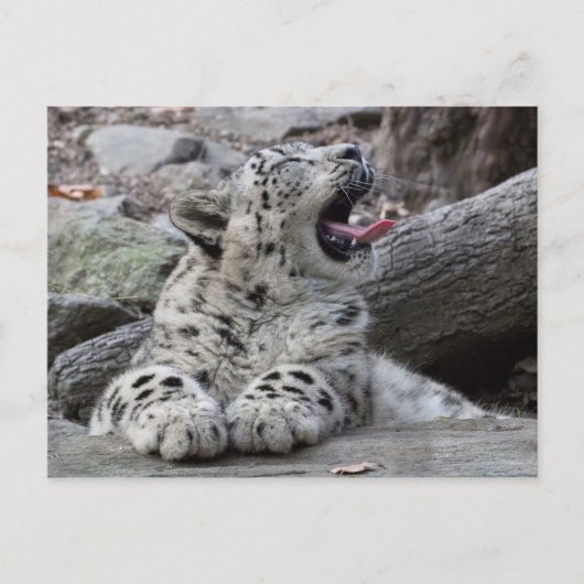 Yawning Snow Leopard Cub Postkarte (Vorderseite)