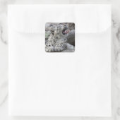 Yawning Snow Leopard Cub Quadratischer Aufkleber (Tasche)