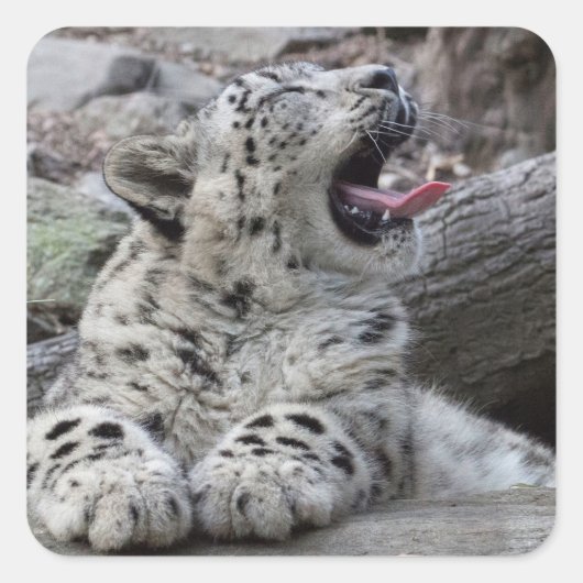 Yawning Snow Leopard Cub Quadratischer Aufkleber (Vorderseite)