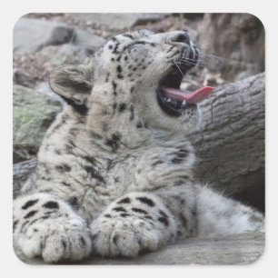 Yawning Snow Leopard Cub Quadratischer Aufkleber