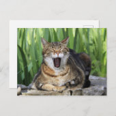 Yawning Tired Kitty Cat Niedlich Spaß Postkarte (Vorne/Hinten)